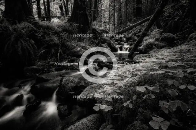 Secret Forest. Creator: Joshua Johnston.