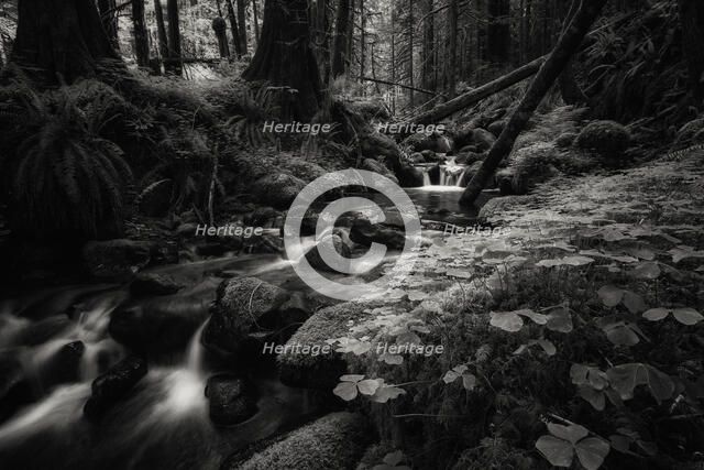 Secret Forest. Creator: Joshua Johnston.