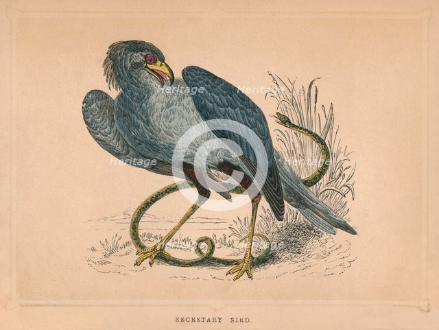 'Secretary Bird' (Sagittarius serpentarius), c1850, (1856). Artist: Unknown.