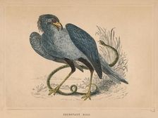 Secretary Bird (Sagittarius serpentarius), c1850, (1856)