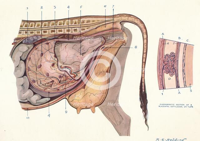 Section of the abdomen of a cow, showing foetus in normal position, c1905 (c1910). Artist: Unknown.