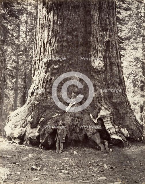 Section of the Grizzly Giant, 101 feet circumference, 1865-66, printed ca. 1876. Creator: Carleton Emmons Watkins.