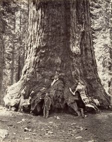 Section of the Grizzly Giant, 101 feet circumference, 1865-66, printed ca. 1876. Creator: Carleton Emmons Watkins