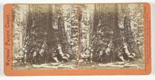Section of the Grizzly Giant (tree), 33 ft. Diam., Mariposa Grove, Yosemite, 1861/76. Creator: Carleton Emmons Watkins