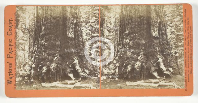 Section of the Grizzly Giant (tree), 33 ft. Diam., Mariposa Grove, Yosemite, 1861/76. Creator: Carleton Emmons Watkins.