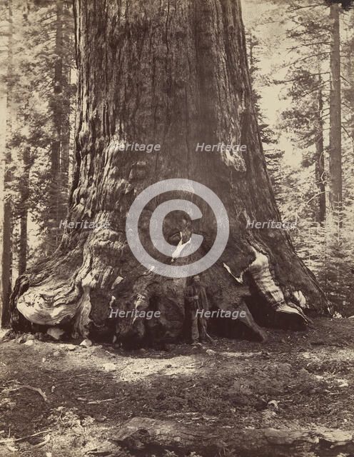 Section of the Grizzly Giant with Galen Clark, Mariposa Grove, Yosemite, 1865-66, printed ca. 1876. Creator: Carleton Emmons Watkins.
