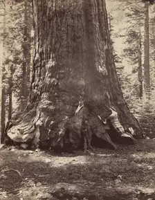Section of the Grizzly Giant with Galen Clark, Mariposa Grove, Yosemite, 1865-66, printed ca. 1876. Creator: Carleton Emmons Watkins
