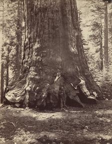 Section of the Grizzly Giant with Galen Clark, Mariposa Grove, Yosemite, 1865-66, printed ca. 1876. Creator: Carleton Emmons Watkins