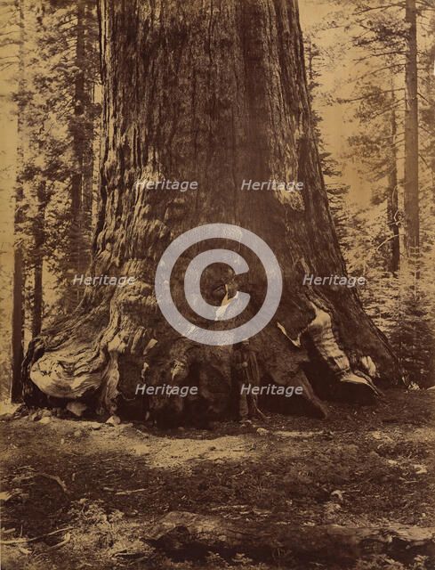 Section of the Grizzly Giant with Galen Clark, Mariposa Grove, Yosemite, 1865-66. Creator: Carleton Emmons Watkins.