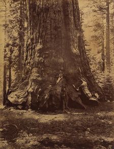 Section of the Grizzly Giant with Galen Clark, Mariposa Grove, Yosemite, 1865-66. Creator: Carleton Emmons Watkins