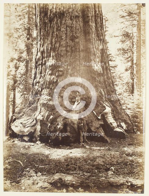 Section of the Grizzly Giant with Galen Clark, Mariposa Grove, Yosemite, 1865/66. Creator: Carleton Emmons Watkins.