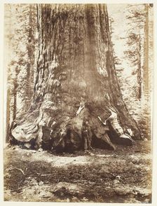 Section of the Grizzly Giant with Galen Clark, Mariposa Grove, Yosemite, 1865/66. Creator: Carleton Emmons Watkins