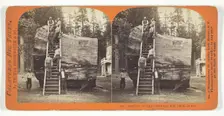 Section of the Original Big Tree - 30 feet diameter, 1868/70. Creator: Lawrence & Houseworth