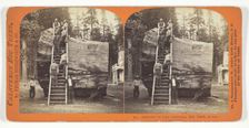 Section of the Original Big Tree - 30 feet diameter, 1868/70. Creator: Lawrence & Houseworth
