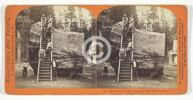 Section of the Original Big Tree - 30 feet diameter, 1868/70. Creator: Lawrence & Houseworth.