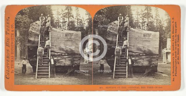 Section of the Original Big Tree - 30 feet diameter, 1868/70. Creator: Lawrence & Houseworth.