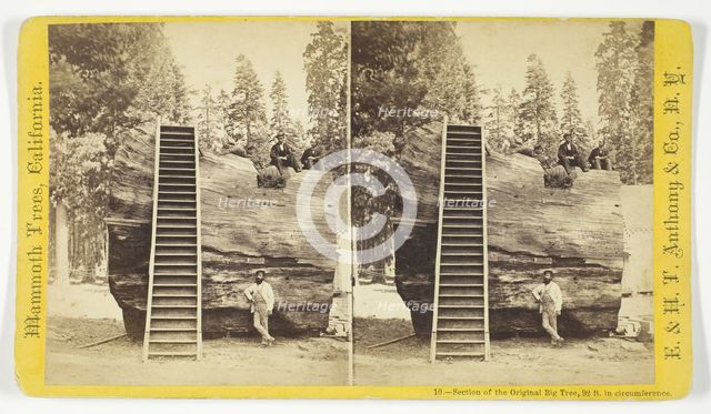 Section of the Original Big Tree, 92 ft. in circumference, 1870/71. Creator: Anthony & Company.