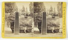 Section of the Original Big Tree, 92 ft. in circumference, 1870/71. Creator: Anthony & Company