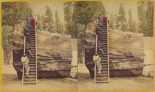 Section of the Original Big Tree, 92 ft. in circumference., 1871. Creator: Thomas C. Roche