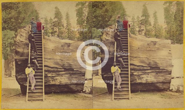 Section of the Original Big Tree, 92 ft. in circumference., 1871. Creator: Thomas C. Roche.