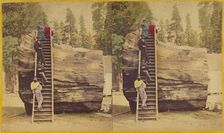 Section of the Original Big Tree, 92 ft. in circumference., 1871. Creator: Thomas C. Roche