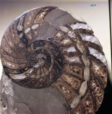Section of Fossil Nautilus Shell