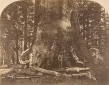 Section of Grisly Giant, Mariposa Grove, 1861. Creator: Carleton Emmons Watkins
