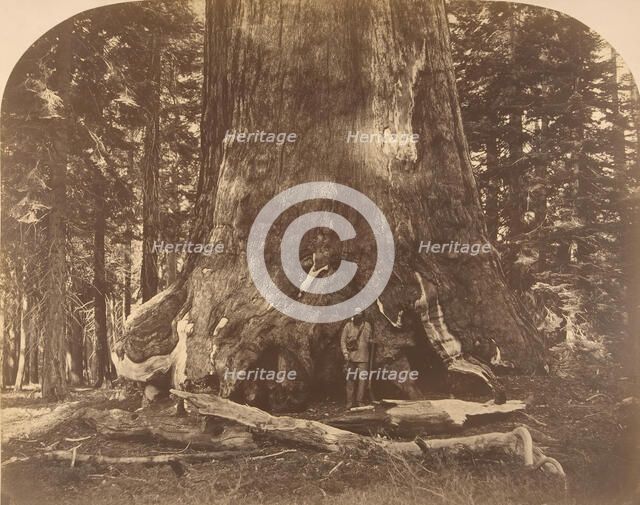 Section of Grisly Giant, Mariposa Grove, 1861. Creator: Carleton Emmons Watkins.