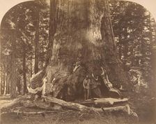 Section of Grisly Giant, Mariposa Grove, 1861. Creator: Carleton Emmons Watkins