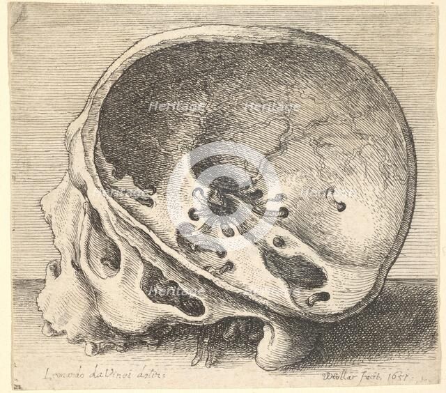 Sectioned skull in profile to left with the left side of the cranium removed, 1651. Creator: Wenceslaus Hollar.