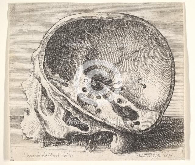 Sectioned skull in profile to left with the left side of the cranium removed, 1651. Creator: Wenceslaus Hollar.