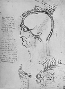Sections of a Man's Head Showing the Anatomy of the Eye, Etc. c1480 (1945). Artist: Leonardo da Vinci