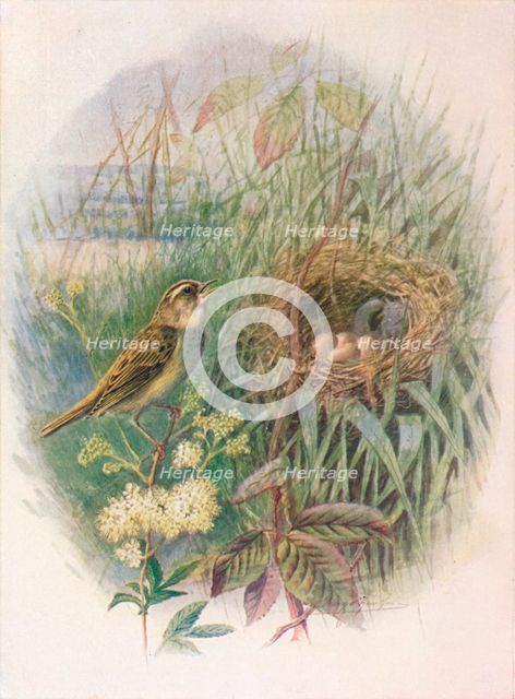 'Sedge-Warbler - Acroceph'alus phragmi'tis', c1910, (1910). Artist: George James Rankin.