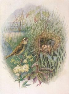 Sedge-Warbler - Acroceph'alus phragmi'tis c1910, (1910). Artist: George James Rankin