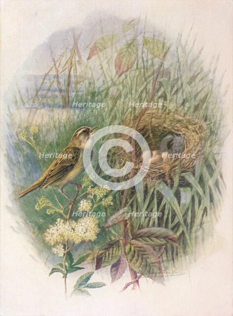 'Sedge-Warbler - Acroceph'alus phragmi'tis', c1910, (1910). Artist: George James Rankin.