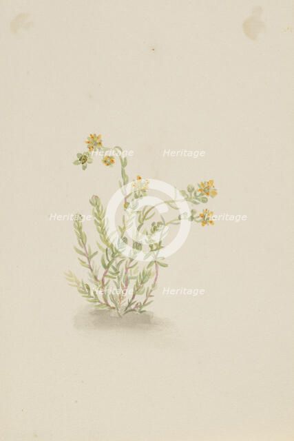 Sedum stenopetalum, ca. 1917-1918. Creator: Mary Vaux Walcott.