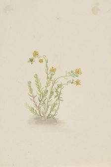 Sedum stenopetalum, ca. 1917-1918. Creator: Mary Vaux Walcott