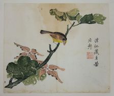 Seeds and Aleurites Cordata (?): Page from The Mustard Seed Garden Manual of..., 1782, 2nd edition. Creator: Unknown