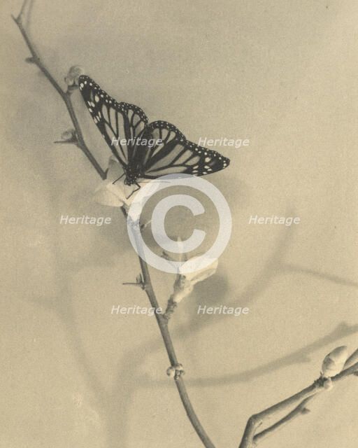 Seeker of nectar, 1940. Creator: Thelma Kent.