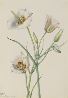 Sego Lily (Calochortus nuttallii), 1933. Creator: Mary Vaux Walcott