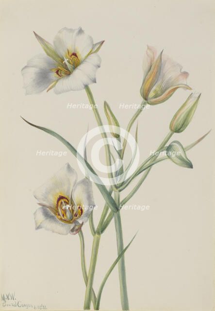 Sego Lily (Calochortus nuttallii), 1933. Creator: Mary Vaux Walcott.