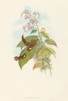 Selashorus scintilla (Scintillant Hummingbird). Creators: John Gould, Henry Constantine Richter