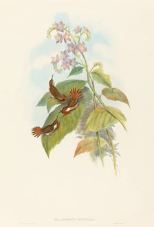 Selashorus scintilla (Scintillant Hummingbird). Creators: John Gould, Henry Constantine Richter
