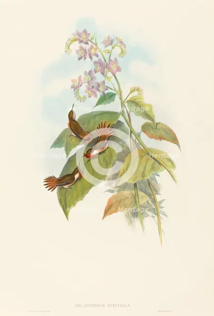 Selashorus scintilla (Scintillant Hummingbird). Creators: John Gould, Henry Constantine Richter.