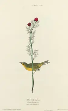 Selby's Fly Catcher, 1827. Creator: William Home Lizars