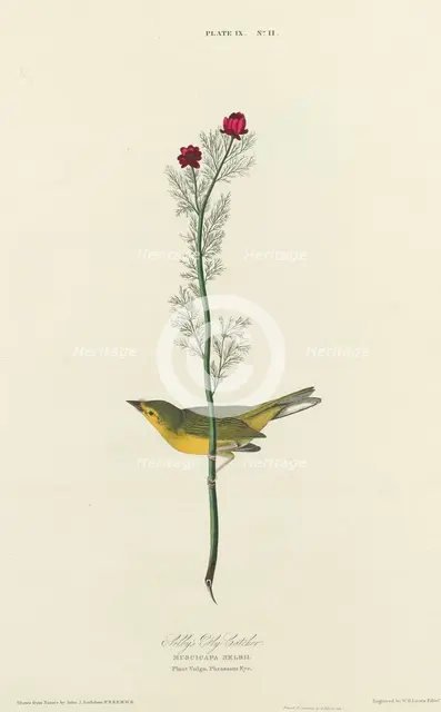 Selby's Fly Catcher, 1827. Creator: William Home Lizars.