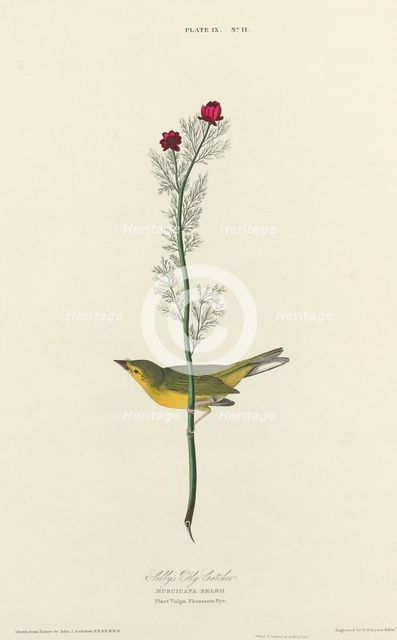 Selby's Fly Catcher, 1827. Creator: William Home Lizars.