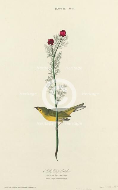 Selby's Fly Catcher, 1827. Creator: William Home Lizars.