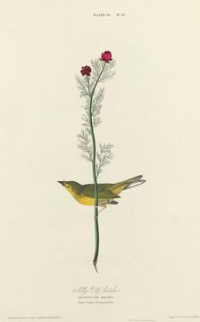Selby's Fly Catcher, 1827. Creator: William Home Lizars