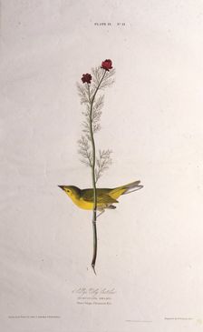 Selby's Fly Catcher. From "The Birds of America", 1827-1838. Creator: Audubon, John James (1785-1851)